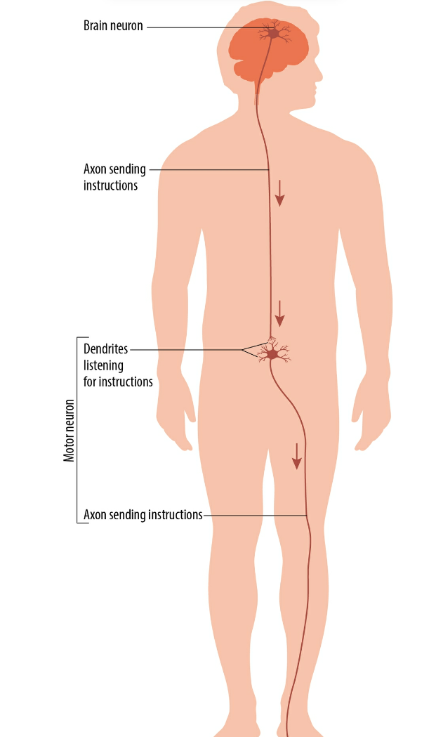 SCI_Explanation_Picture_004