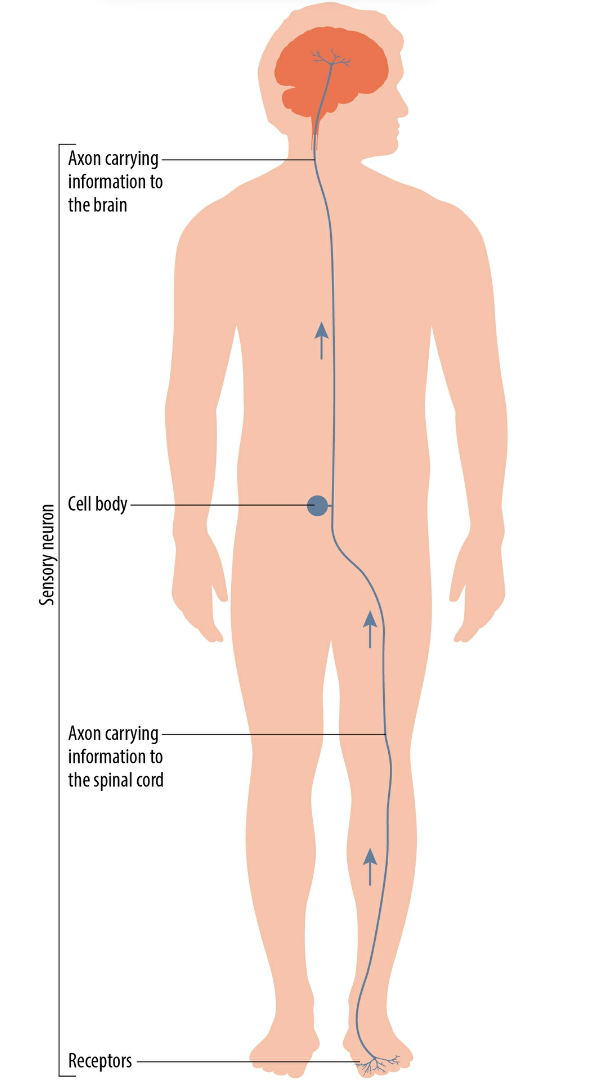 SCI_Explanation_Picture_005