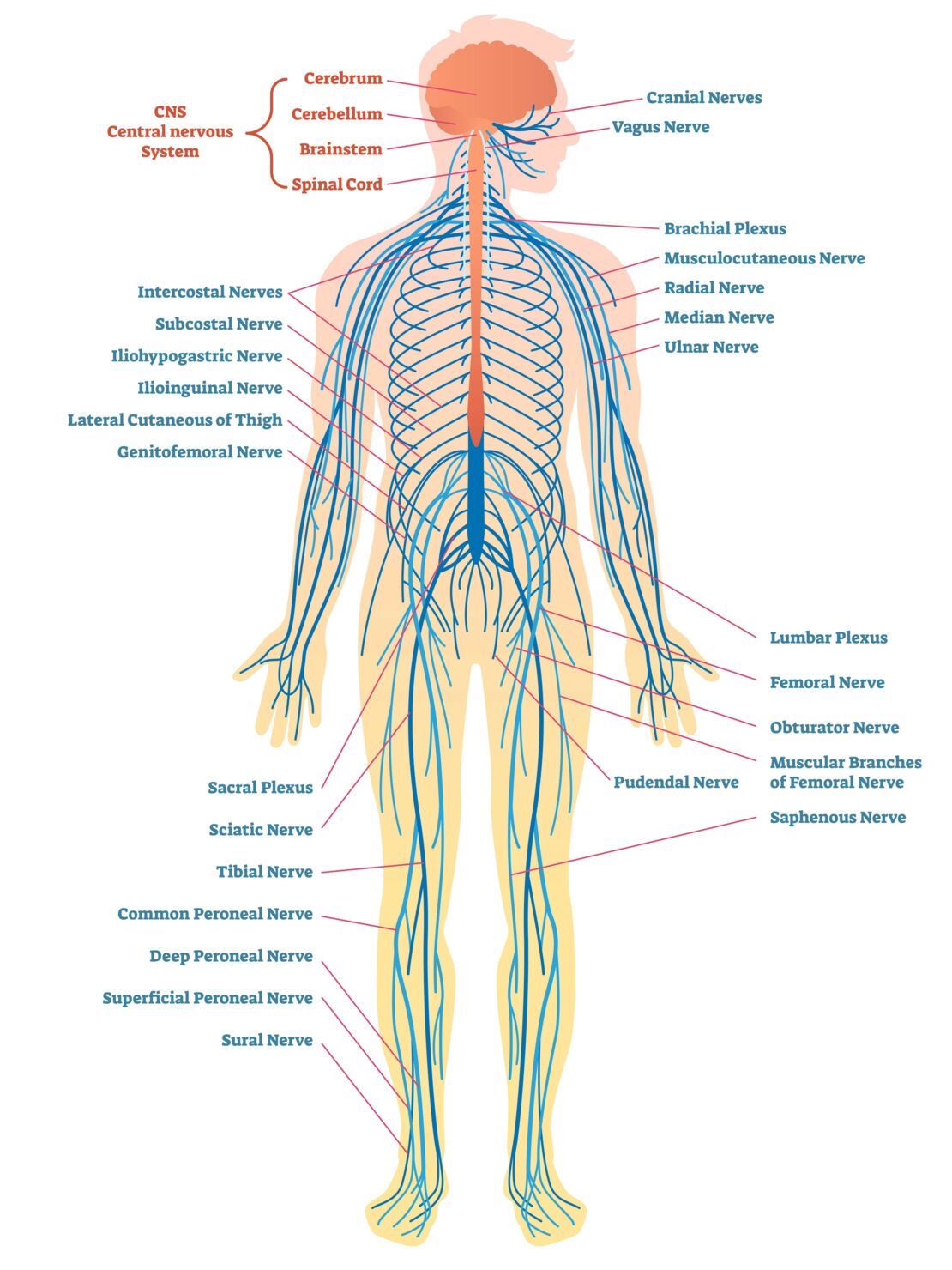 SCI_Explanation_Picture_001_AdobeStock_195606505